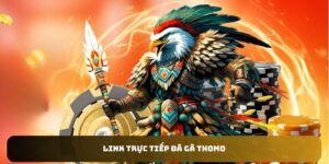 Link trực tiếp đá gà Thomo
